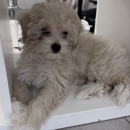Little Bonnie is so sweet - Cafe au lait female Maltipoo puppy in Hollywood, Florida from Iuliia's puppies