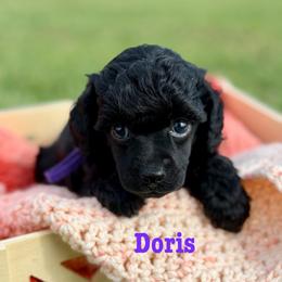 Doris - Phantom female Poodle puppy in Ardmore, Oklahoma from The Poodles of Green Acres