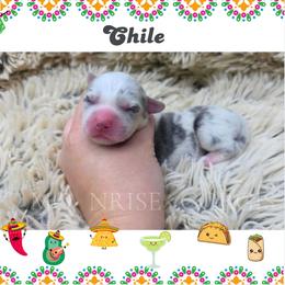 Chile - Blue merle and white male American Corgi puppy in Mansfield, Ohio from Moonrise corgis