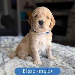 Blaze - Cream male Goldendoodle puppy in Frostproof, Florida from Lover Dover Doodles