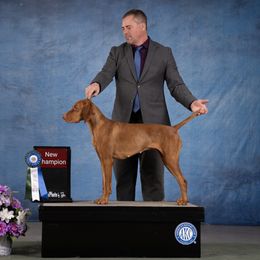Katara - Vizsla