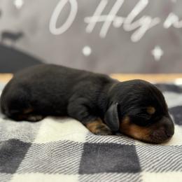 Blake - Black and tan male Dachshund puppy in Colbert, Oklahoma from Brooke Crenshaw