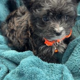 Boy 1 - Black male Morkie puppy in Pittsburgh, Pennsylvania from Maria's Morkies & More