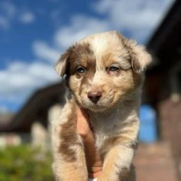 Boy 2 - male Australian Shepherd puppy in Washington from LIT Australian Shepherds