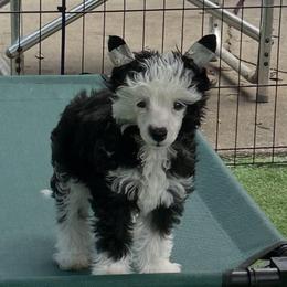 Chinese Crested Puppies from BryMar Chinese Cresteds