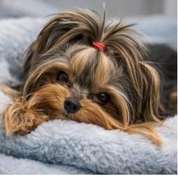 Bougie - Yorkshire Terrier