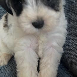 Violet - Parti female Miniature Schnauzer puppy in Carriere, Mississippi from Sassy Schnauzers