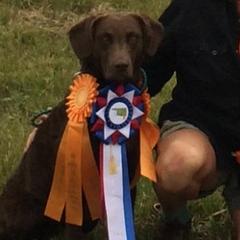 Bella - Chesapeake Bay Retriever