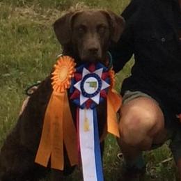 Bella - Chesapeake Bay Retriever