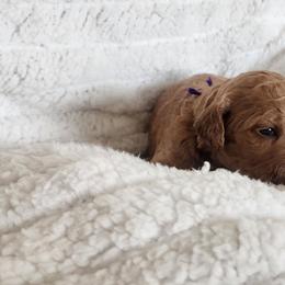 Purple - Apricot female Goldendoodle puppy in Cumming, Georgia from Chattahoochee Kennels