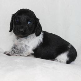 Scooby (2675) - Piebald male Dachshund puppy in Sonora, Kentucky from Maple Hill Miniature Dachshunds