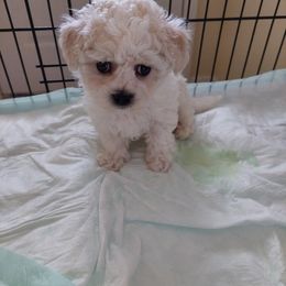 Bichon Frise Puppies from JMs Bichons