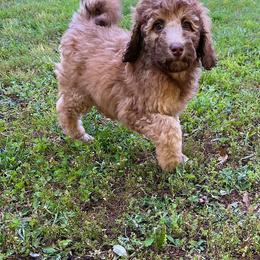 Golden Aussiedoodle and Goldendoodle Puppies from Law Doodles of SC