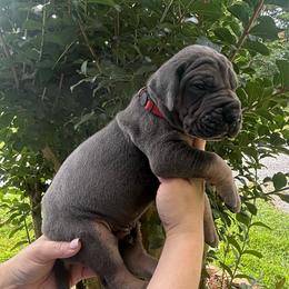 Red collar - Blue male Great Dane puppy in Ider, Alabama from Sand Mountain Danes LLC