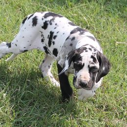 Cavalier King Charles Spaniels, Great Danes, and Yorkshire Terriers from Rising Star Kennels