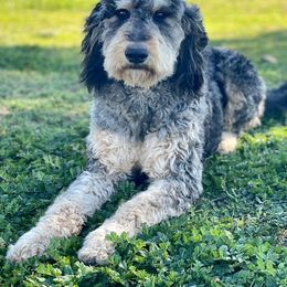 Bernedoodle, Goldendoodle, and Golden Mountain Dog Puppies from K+C Doodles