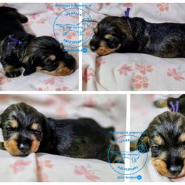 Morticia (Purple) - Wild  boar and tan female Dachshund puppy in Moses Lake, Washington from Invading Dachshunds : AKC Miniature Wirehairs
