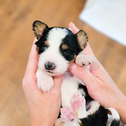 Aussiedoodle and Australian Shepherd Puppies from Western Doodles Utah