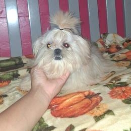 Boy 1 - Cream and white male Shih Tzu puppy in Birmingham, Alabama from K&D kennels