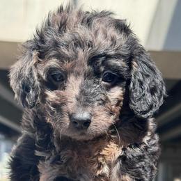 Indigo - Merle female Goldendoodle puppy in Philadelphia, Pennsylvania from Jah’s Retrievers