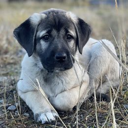 Onyx Girl - Fawn female Anatolian Shepherd Dog puppy in Kalispell, Montana from Wild Rooster Family Farm (AKC Anatolians OFA Hips Tested)
