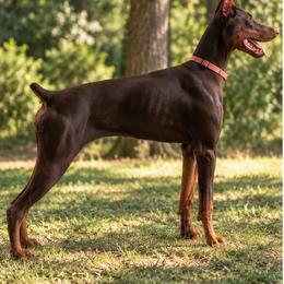 Coffee - Doberman Pinscher