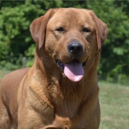 Emmy - Labrador Retriever