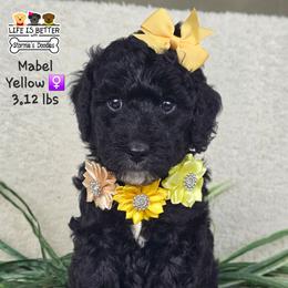 Yellow - Black female Goldendoodle puppy in Rockledge, Florida from Stormie's Doodles