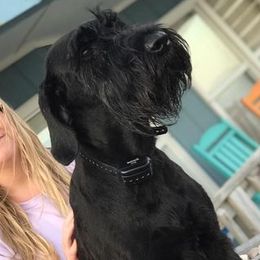 Giant Schnauzers and Whippets from Amy Reynolds's Giant Schnauzers and Whippets