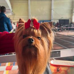 Price reduced Lou - Blue and gold male Yorkshire Terrier puppy in Kendallville, Indiana from Yorkies Kisses