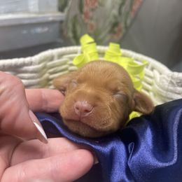 Pikachu - Golden rust male Vizsla puppy in Bloomington, Indiana from Envizion