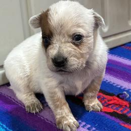 L65-07 - Red speckled male Australian Cattle Dog puppy in Sheridan, Oregon from 6pk Cattledogs