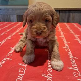 Aussiedoodle and Cockapoo Puppies from Ouachita River Cockapoos