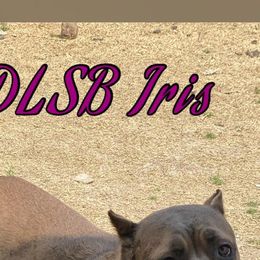 Cane Corso and French Bulldogs from Dallas Lonestar Bullies