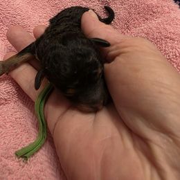 Macey - Phantom female Poodle puppy in Wittmann, Arizona from Marlees Puppies 1