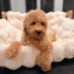 Oklahoma smoke show - Apricot female Goldendoodle puppy in North Royalton, Ohio from Johnson's Doodles