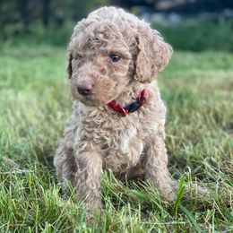 Labradoodle Puppies from Bigfoot Doodles