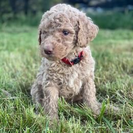 Labradoodle Puppies from Bigfoot Doodles