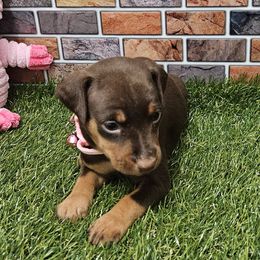 Pearl - Chocolate and tan female Miniature Pinscher puppy in Baton Rouge, Louisiana from Pike's Pups