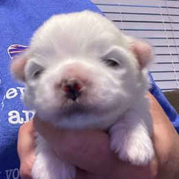 Girl1 - White female Maltese puppy in Wilson, New York from Maltese By Valerie
