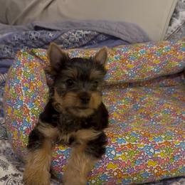 Light Boy - Silver black and tan male Silky Terrier puppy in Trenton, Florida from Pawsibility Silky Terriers