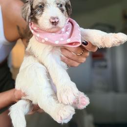 Wynter - Merle female Assorted Doodle Crosses puppy in Port Saint Lucie, Florida from Sommerdoodle