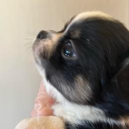 Thankful (Tank) - Black male Chihuahua puppy in Tecumseh, Oklahoma from Callie’s Happy Chihuahuas, Callie’s Happy Treasures LLC