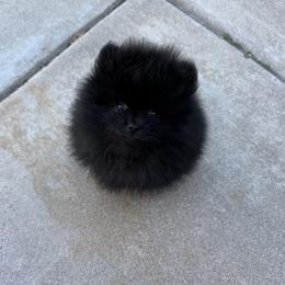 Turby - Black male Pomeranian puppy in Scottsdale, Arizona from Baby Bear Poms