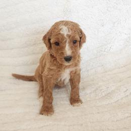 Pink - Apricot female Goldendoodle puppy in Cumming, Georgia from Chattahoochee Kennels