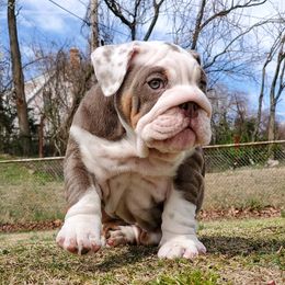 Bulldog Puppies from Bayside Bullies