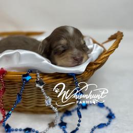 Chocolate n cream dapple - Dapple female Dachshund puppy in Nashville, Arkansas from Whisenhunt Farms
