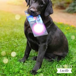 Labrador Retriever All Grown Up from KVF Labradors