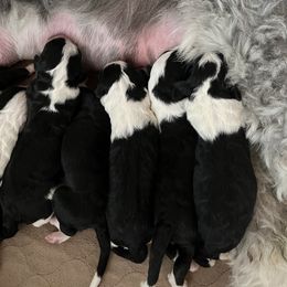 Old English Sheepdog and Sheepadoodle Puppies from Doodlefolk