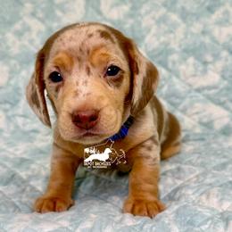 Chip AKC - Chocolate and tan male Dachshund puppy in South Easton, Massachusetts from Depot Dachsies